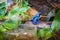 Vibrant Blue Poison Dart Frog in Lush Terrarium Setting