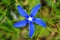 Vibrant blue spring Gentian