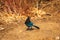 A Vibrant Blue Steller`s Jay