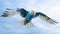 Vibrant Blue And White Bird In Flight: Realistic Budgerigar Photo