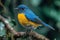 Vibrant blue and yellow bird perched on a tree branch in a serene setting with plenty of white space around, colorful tropical