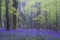 Vibrant bluebell carpet Spring forest foggy landscape