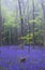 Vibrant bluebell carpet Spring forest foggy landscape