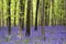 Vibrant bluebell carpet Spring forest landscape