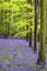 Vibrant bluebell carpet Spring forest landscape