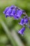 Vibrant bluebell Spring flowers with textured and vignette
