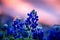 Vibrant bluebonnet at sunset with a beautiful warm sky