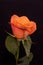 Vibrant bold orange rose blossom with green leaves on black and blurred background