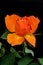 Vibrant bold orange rose blossom with green leaves, fine art still life on black and blurred background