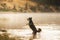 A vibrant Border Collie dog stands mid-splash in a river