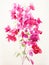 Vibrant Bougainvillea Flowers in Expressive Watercolor AI Generated