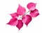 Vibrant Bougainvillea Leaves: A Stunning Isolated Beauty on a White Background