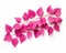 Vibrant Bougainvillea Leaves: A Stunning Isolated Beauty on a White Canvas