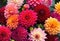 A vibrant bouquet of dahlia flowers in various shades