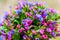 The vibrant bouquet of Pulmonaria or lungwort multicolor blue, magenta, red and purple blooming flowers