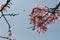 A vibrant branch of a blooming tree with delicate pink flowers and a bee perched on it