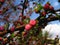 Vibrant branch with blossoming buds of pink bush louiseania