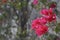 Vibrant branch of Bougainvillea with bright reddish flowers.