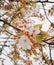 Vibrant branch of a tree in bloom in a natural outdoor setting