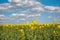 Vibrant bright colored fields of yellow rapeseed flowers