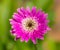 Vibrant bright magenta gerbera daisy flower.