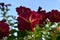 Vibrant bright petunia flowers. Closeup view