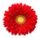 Vibrant bright red gerbera daisy flower blooming isolate on white background