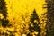 Vibrant bright yellow Aspen and Birch tree leaves during autumn foliage near Kuusamo, Northern Finland