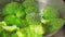 Vibrant Broccoli Florets Simmering in Steamy Pot. Selective focus