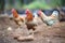 vibrant brown chickens foraging in the dirt