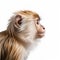 Vibrant Brown Monkey Portrait With Danish Golden Age Aesthetics
