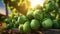 Vibrant brussels sprouts harvest on a sunlit open plantation during a delightful summer day.