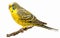 Vibrant budgerigar perched on a branch with intricate feather patterns and striking blue facial markings.