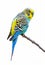Vibrant budgerigar perched on a branch with intricate feather patterns and striking blue facial markings.