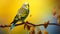 Vibrant Budgerigar Perched On Brown Stem - Hd Photograph