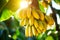 Vibrant bunch of bananas bathed in radiant sunlight, gracefully adorning a tree