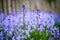 A vibrant bunch of Bluebell flowers growing in a backyard garden on a summer day. Colorful and bright purple plants