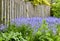 A vibrant bunch of Bluebell flowers growing in a backyard garden on a summer day. Colorful and bright purple plants