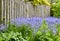 A vibrant bunch of Bluebell flowers growing in a backyard garden on a summer day. Colorful and bright purple plants