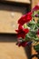 Vibrant bunch of red petunia flowers in the garden.