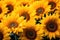 A vibrant bunch of yellow sunflowers standing tall and blooming in a picturesque field, illuminated by the warm rays of the sun,