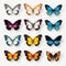 Vibrant Butterflies: Hyper-realistic 3d Renderings On Transparent Background