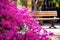 a vibrant butterfly on a bench in a blossom park