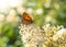 Vibrant butterfly resting on a flower in the sun