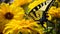 Vibrant Butterfly On Yellow Flowers: A High Dynamic Range Photography Masterpiece