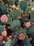 Vibrant Cactus Blooms