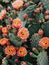 Vibrant Cactus Blooms