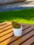 Vibrant cactus plant in a pot atop a rustic wooden table in a lush park