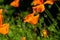 Vibrant Californian Poppies Growing in the Spring Sunshine