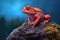 vibrant call of a male frog on a rock
